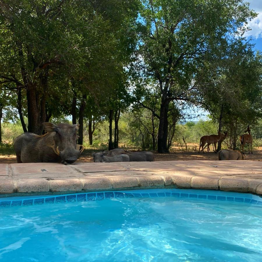 Twiga Lodge Mabalingwe بيلا-بيلا المظهر الخارجي الصورة