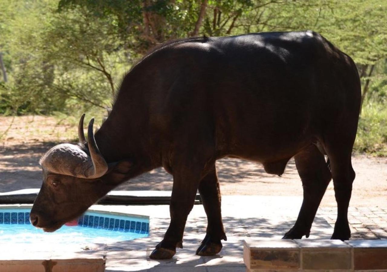 Twiga Lodge Mabalingwe بيلا-بيلا المظهر الخارجي الصورة