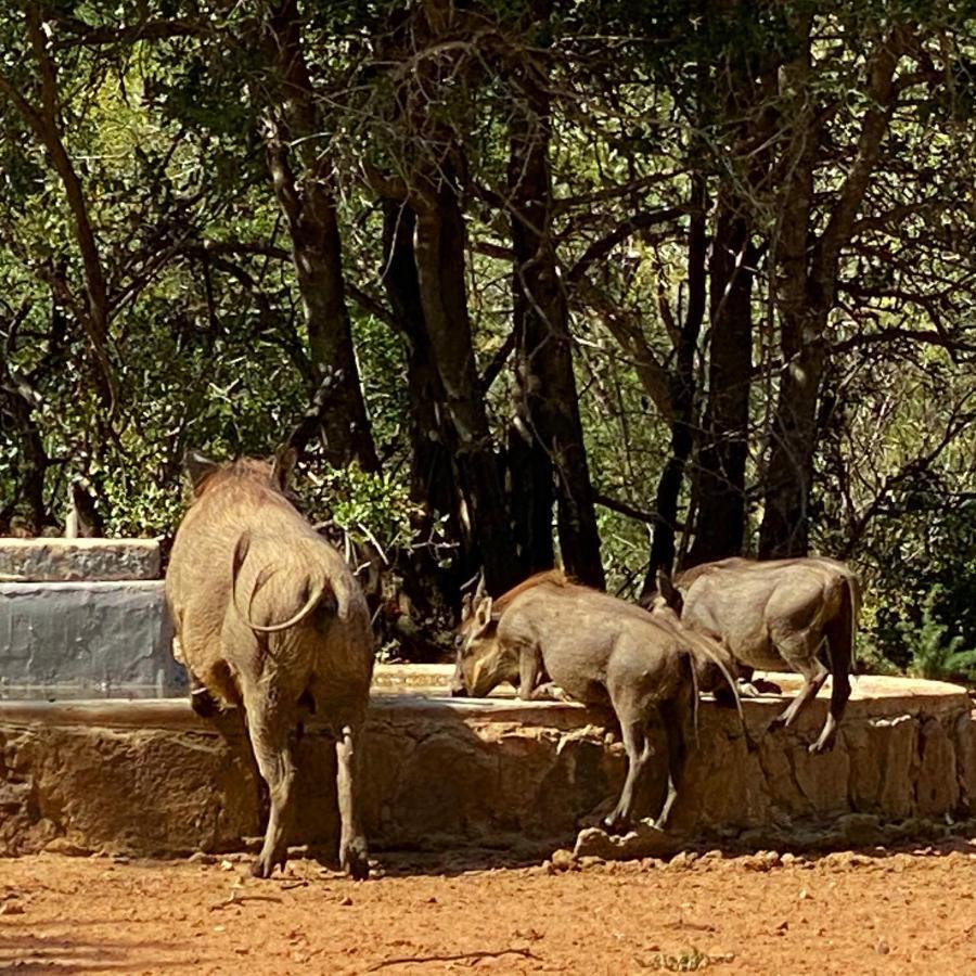 Twiga Lodge Mabalingwe بيلا-بيلا المظهر الخارجي الصورة